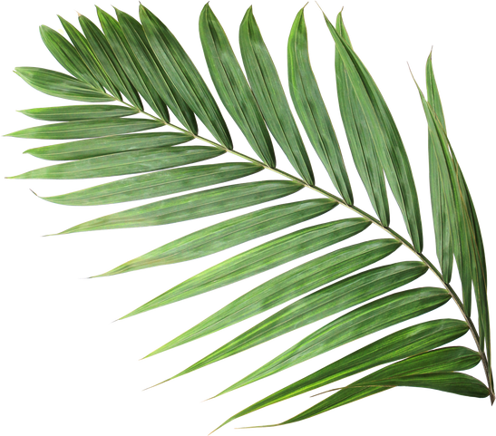 Tropical Nature Green Palm Leaf